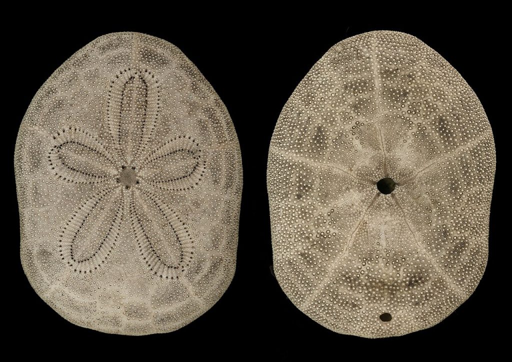Sand dollar shell, top and bottom