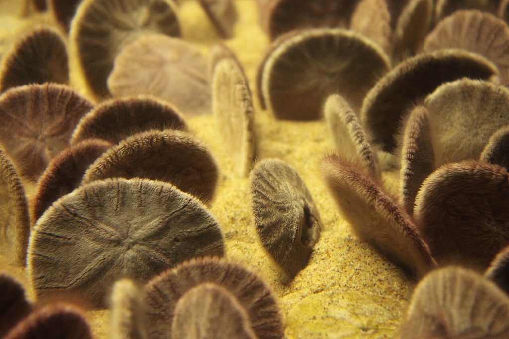 Montery Bay Aquarium live sand dollar display