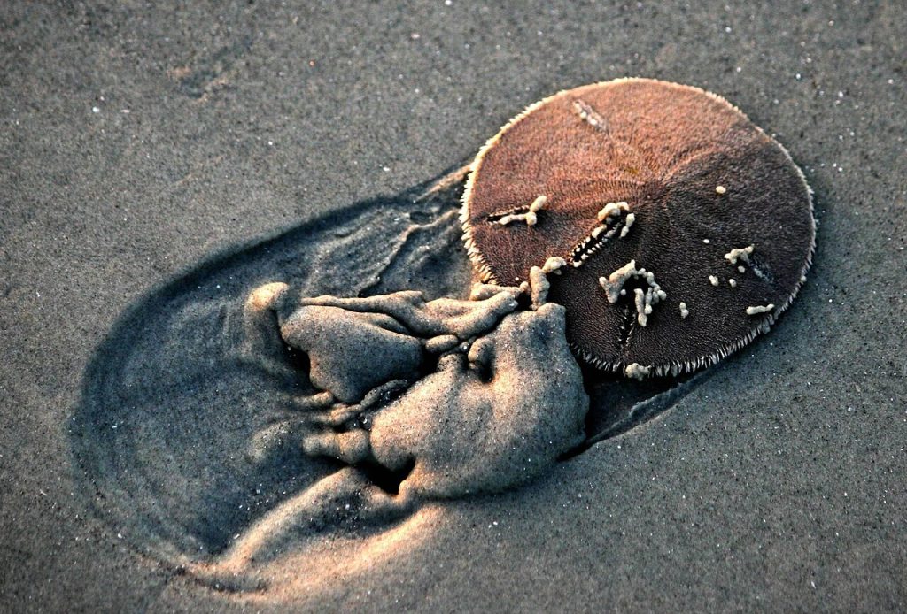 Sand dollar on the beach