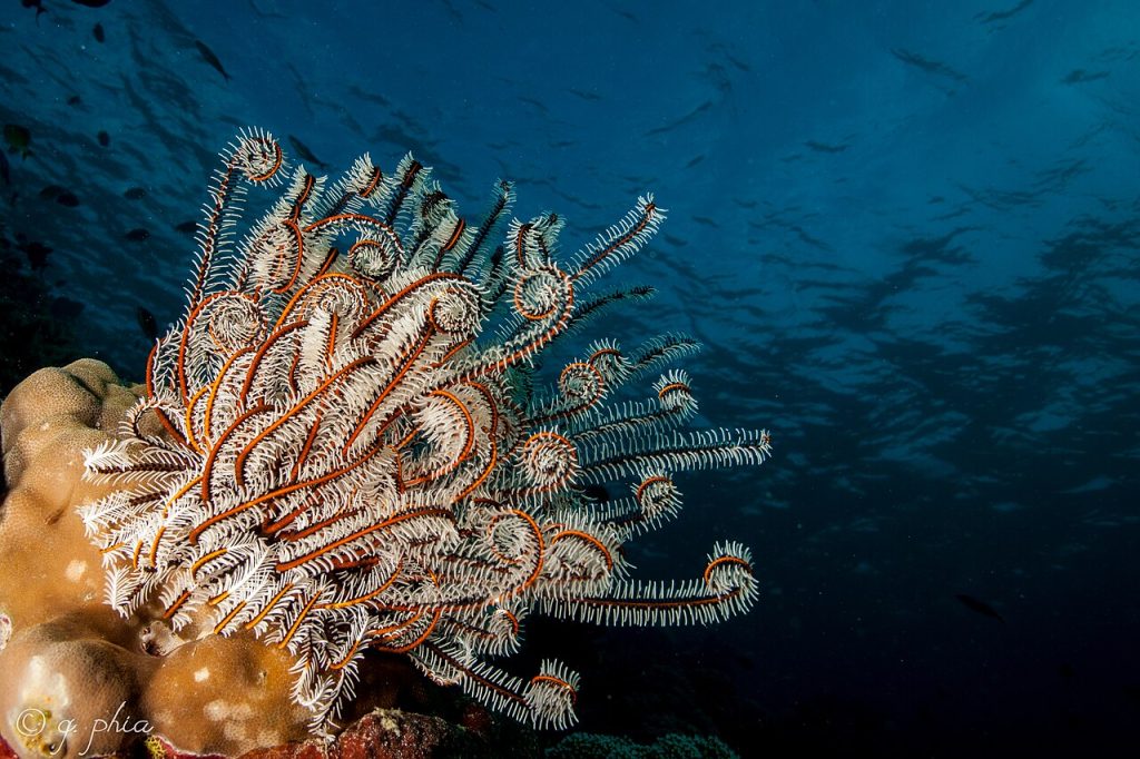 a colorful crinoid