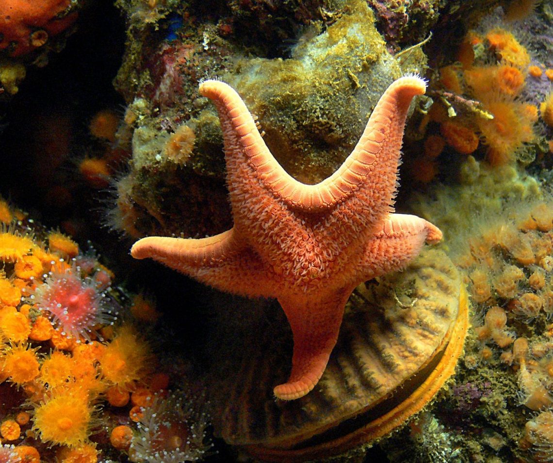 sea star on rock