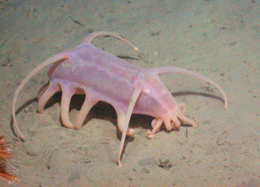Sea pig