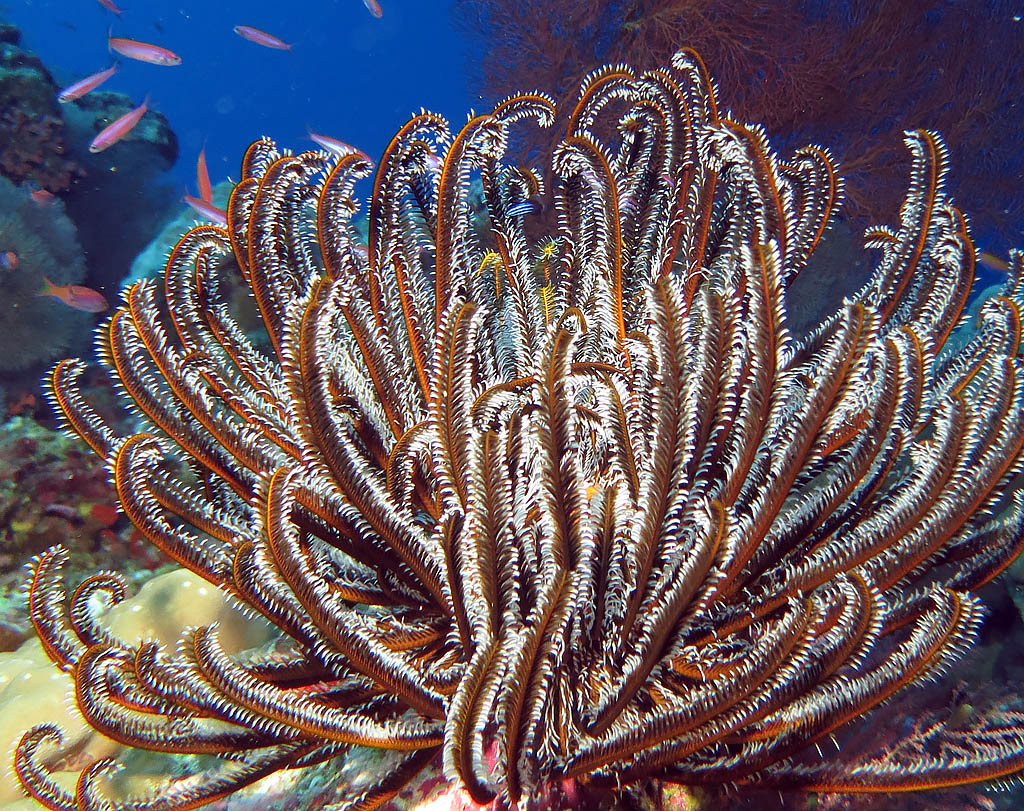 Crinoids
