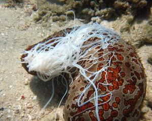 sea cucumber defense mechanism