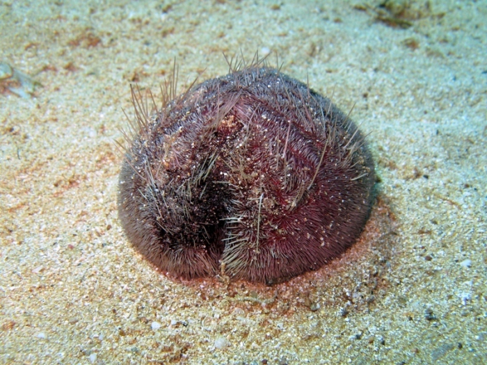 Purple heart urchin