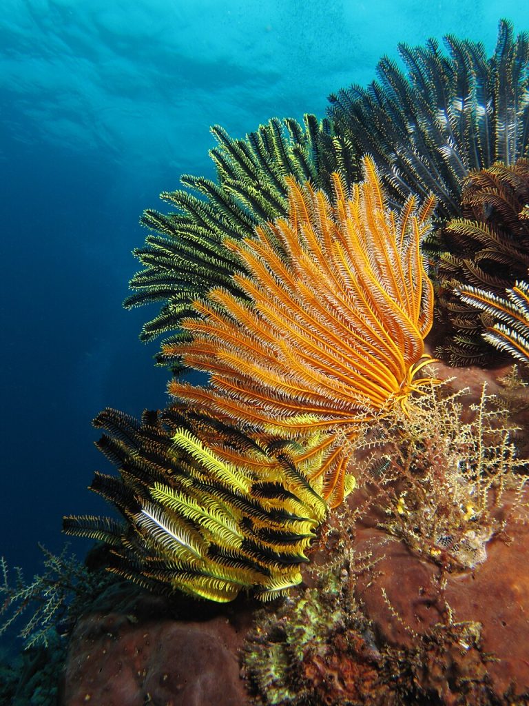 a colorful crinoid