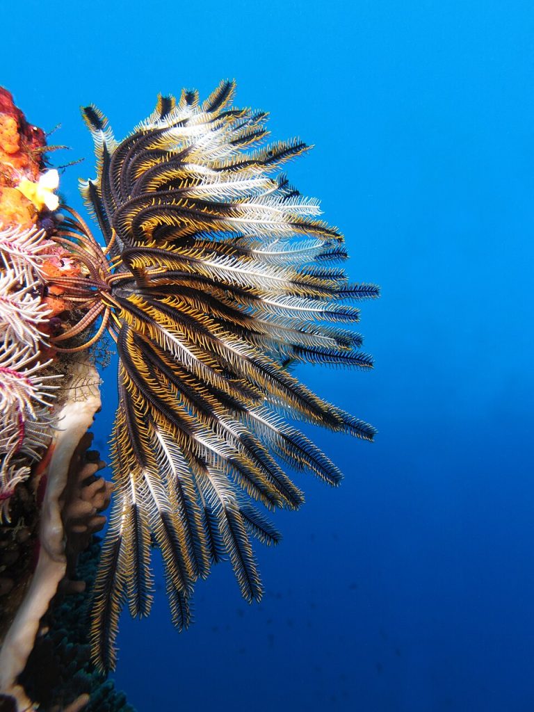 a colorful crinoid