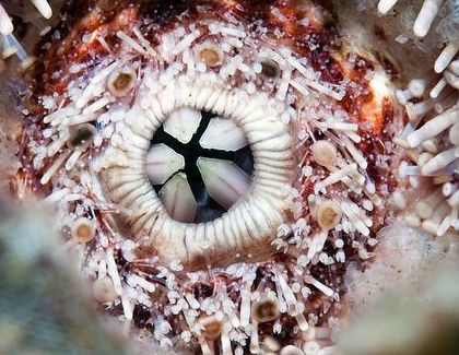 The mouth of a sea urchin
