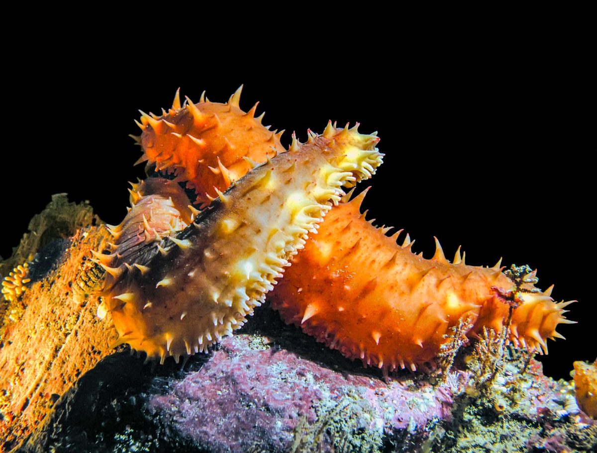 two California sea cucumbers