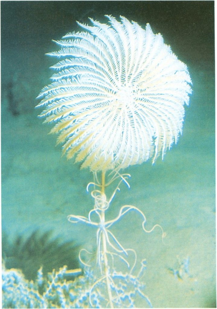 a stalked crinoid, aka a sea lily