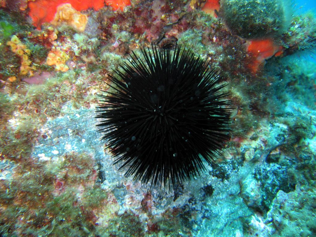 Black sea urchin