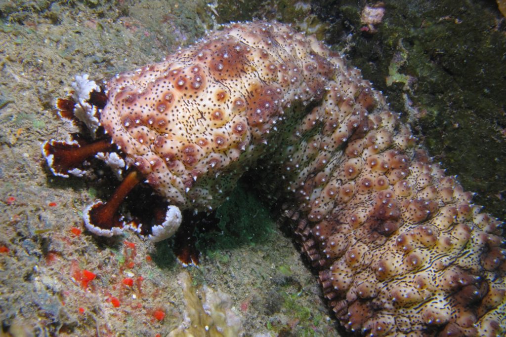 Sea cucumber feeding