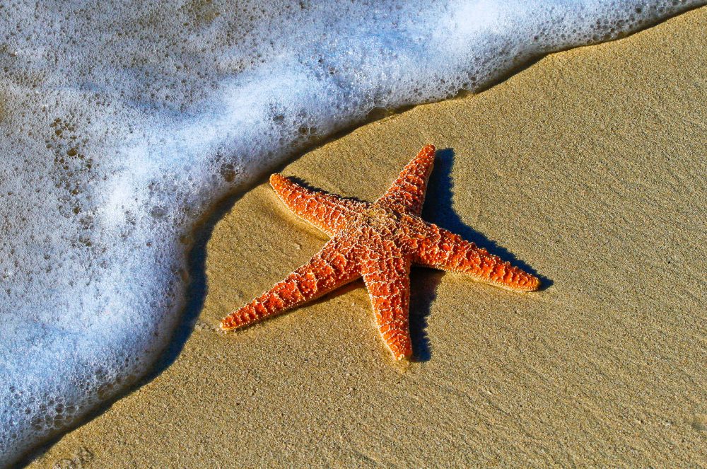 Starfish and Sea Stars