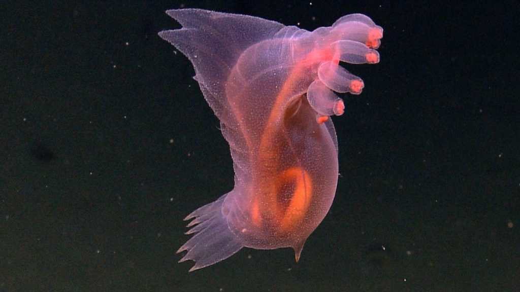 Enypniastes eximia (Headless chicken monster)