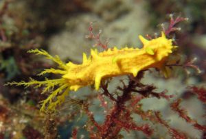 Yellow sea cucumber