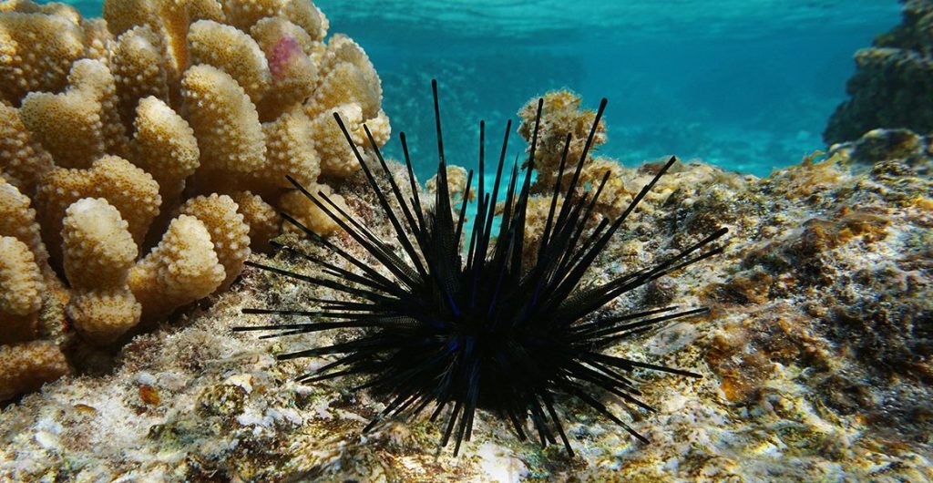 black urchin