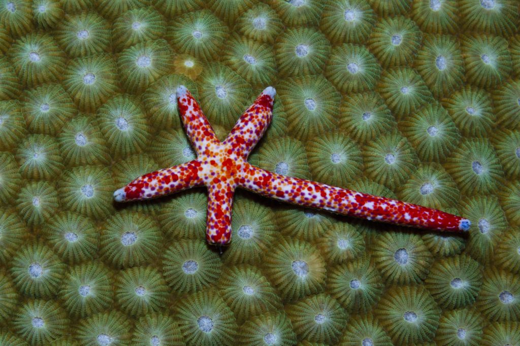 comet starfish regeneration