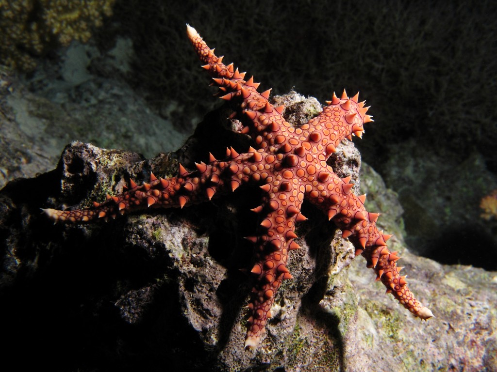 deep sea starfish