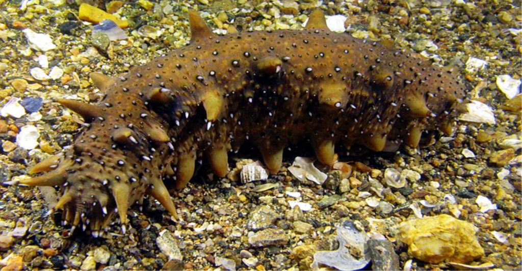 Japanese sea cucumber