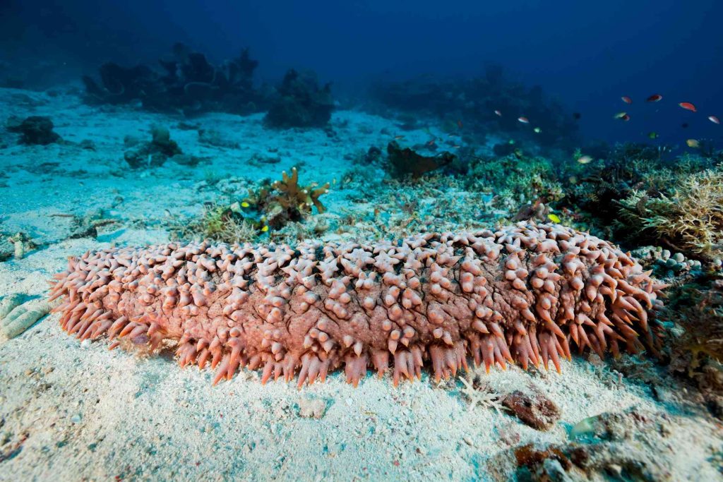 pineapple sea cucumber