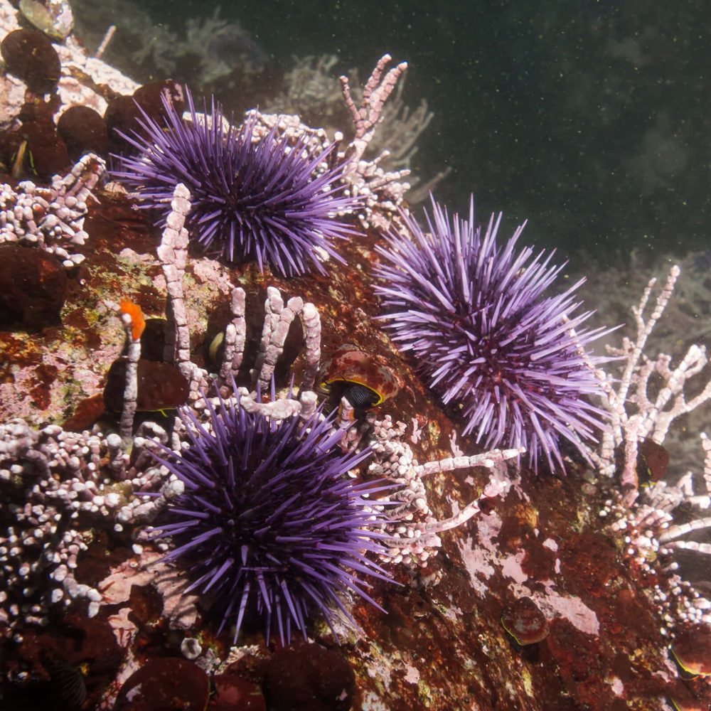 purple urchins gathered together