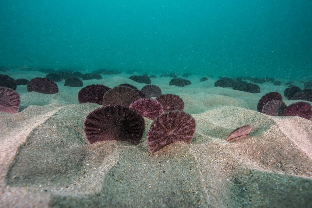 Sand dollars underwater