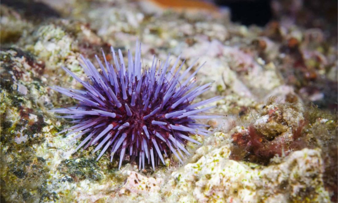 Sea Urchins