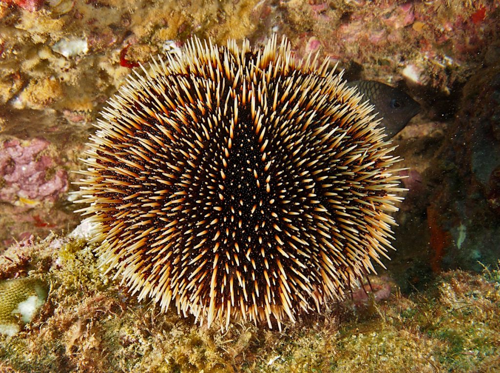 white sea urchin