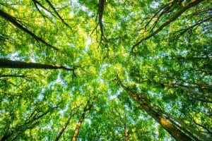 Trees from an upward perspective