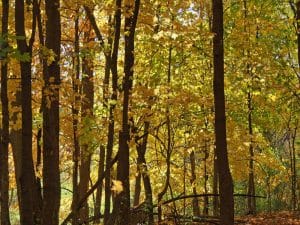 Trees during autumn 
