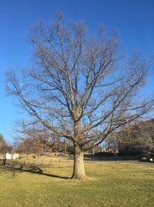 winter tree